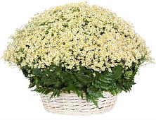 Цветочная композиция из Ромашки в корзине #REPLACE_PRED# Ясные Зори